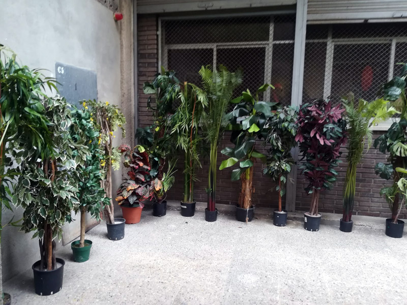 plantas variadas